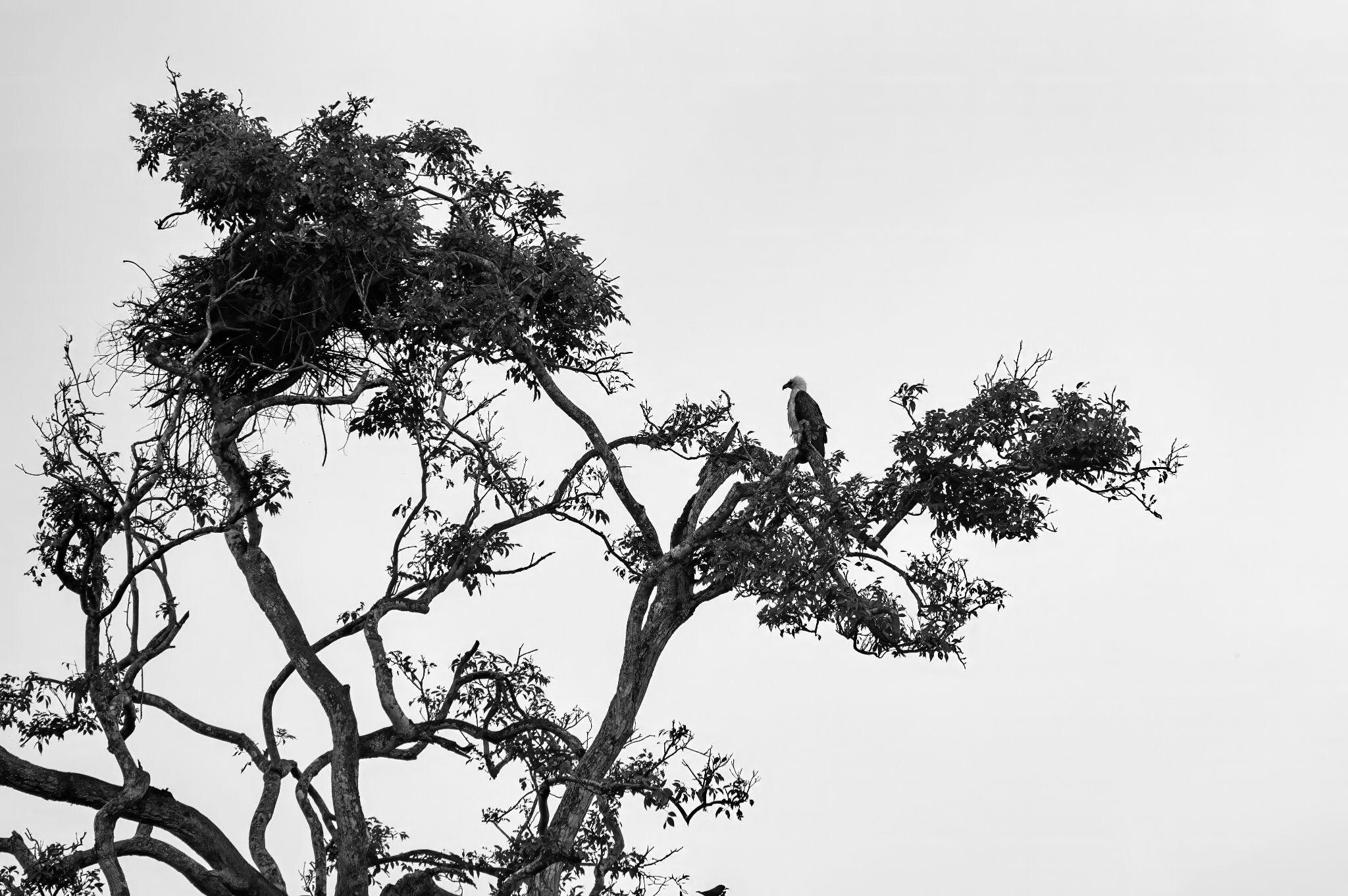 Weißbauchseeadler White brested seaeagle (Haliaeetus albicilla)